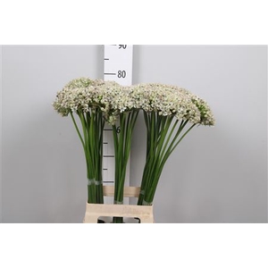 Allium Nigrum