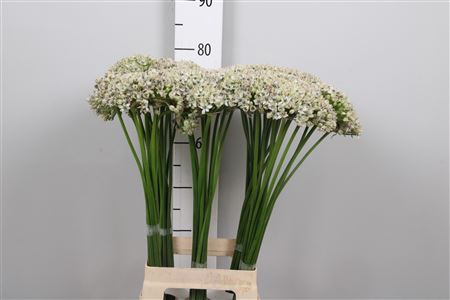 <h4>Allium Nigrum</h4>