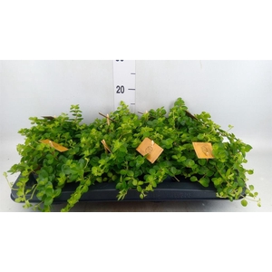 Peperomia rotundifolia