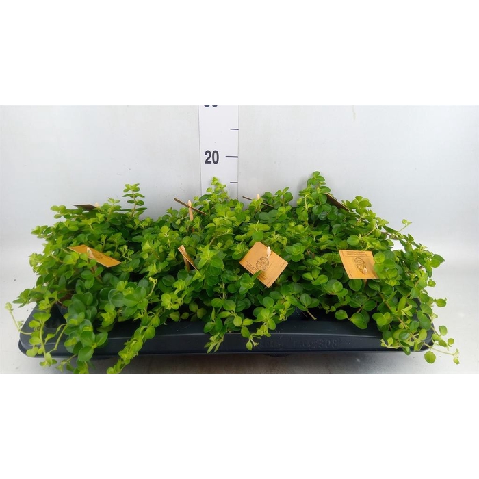 <h4>Peperomia rotundifolia</h4>