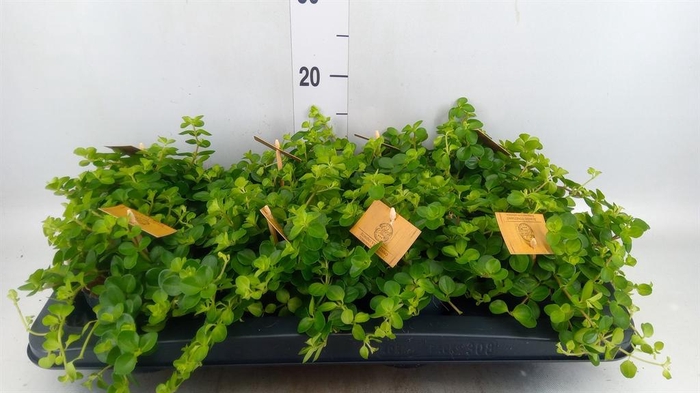 Peperomia rotundifolia