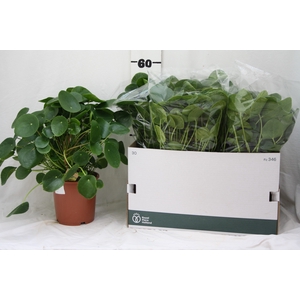 PILEA PEPEROMIOIDES