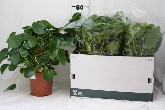 <h4>PILEA PEPEROMIOIDES</h4>
