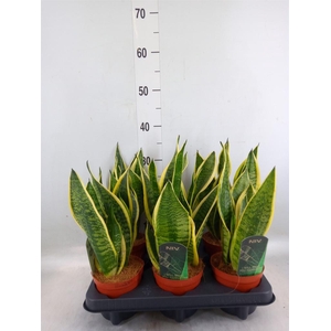 Sansevieria trifa. 'Futura Superba'