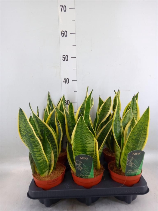 <h4>Sansevieria trifa. 'Futura Superba'</h4>
