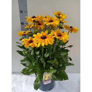 RUDB SUNBECK OPHELIA