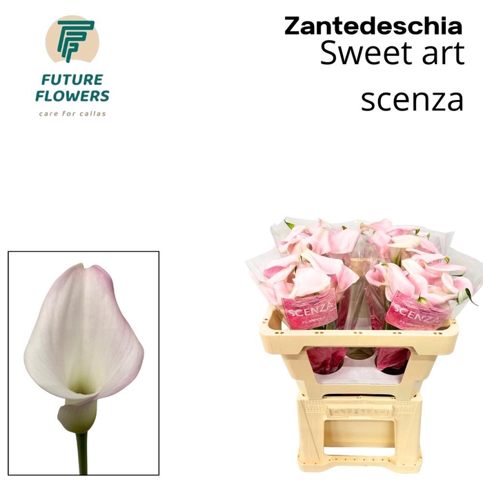 <h4>ZANT SWEET ART</h4>