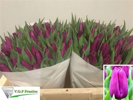 <h4>Tu En Purple Prince</h4>