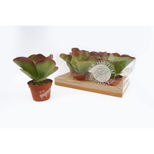 Kalanchoe thyrsiflora