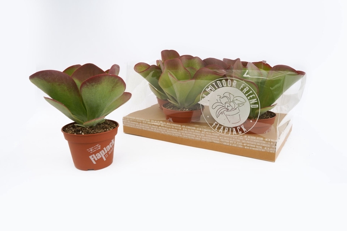 <h4>Kalanchoe thyrsiflora</h4>
