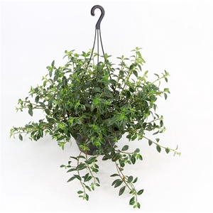 COLUMNEA PEIXINHO C21