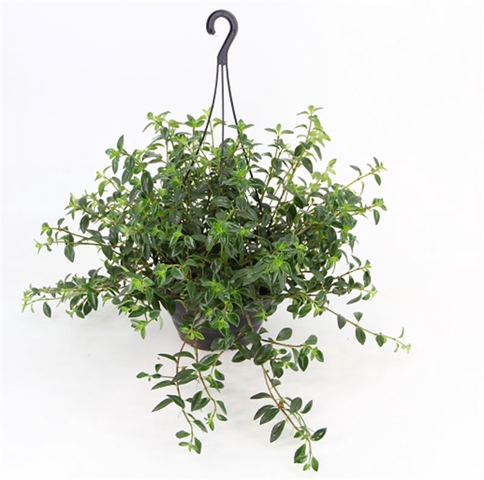<h4>COLUMNEA PEIXINHO C21</h4>