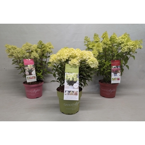 Hydrangea Paniculata (Gardenlight MIX) 23 cm