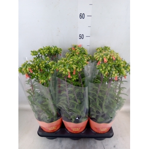 Kalanchoe HG 'Lucky Bells'