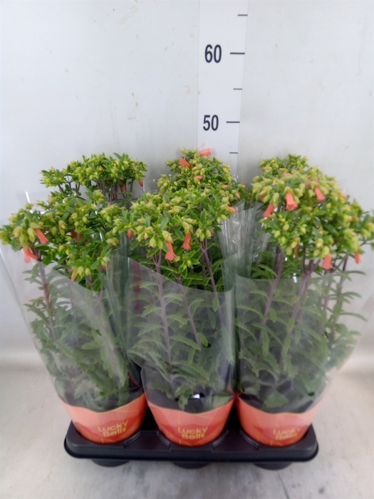 <h4>Kalanchoe HG 'Lucky Bells'</h4>