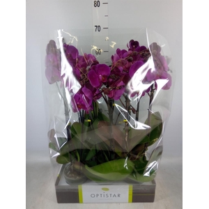 Phalaenopsis   ...lilac