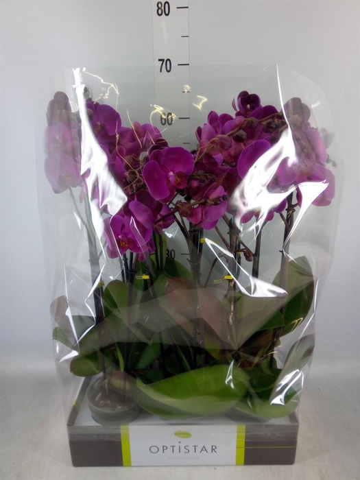 <h4>Phalaenopsis ...lilac</h4>