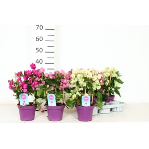 BOUGAINV OV
