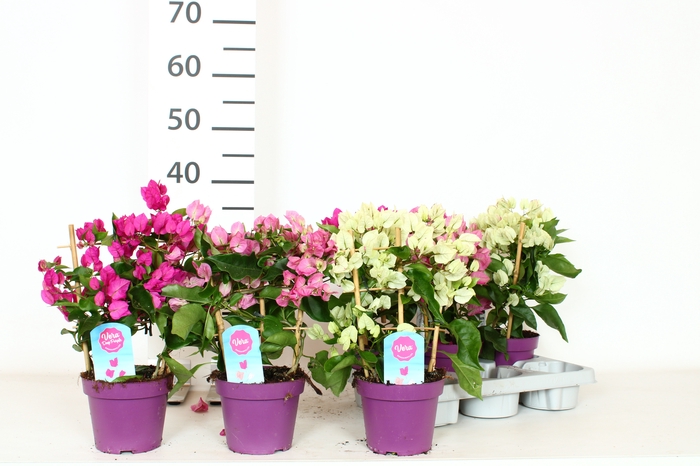 <h4>BOUGAINV OV</h4>