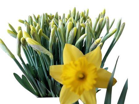 <h4>Narc T Dutch Master</h4>