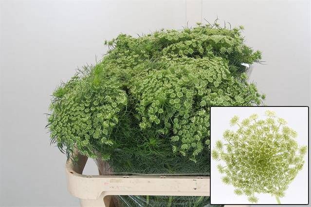 <h4>AMMI VISNAGA</h4>