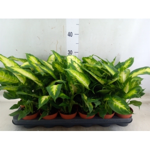 Dieffenbachia  'Camilla'