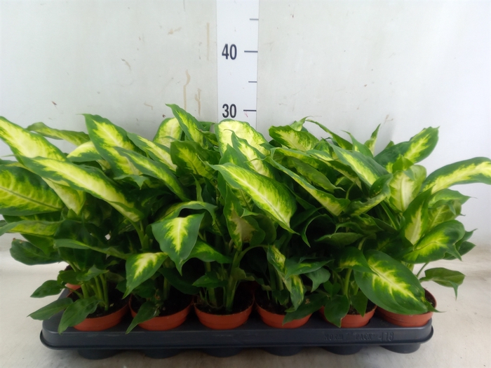 <h4>Dieffenbachia  'Camilla'</h4>