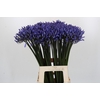 Agapanthus Dr Brouwer