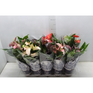 ANTHURIUM VARIADO P12