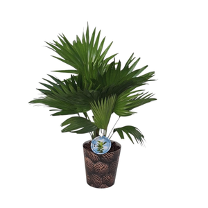 Livistona in smartcup 14 cm notenprint
