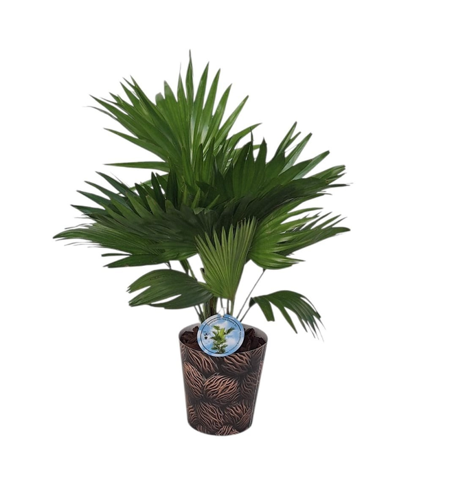 <h4>Livistona in smartcup 14 cm notenprint</h4>