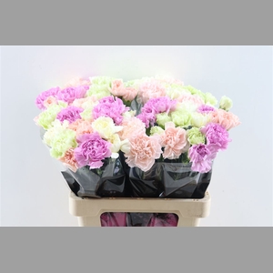 Di St Mix Pastel