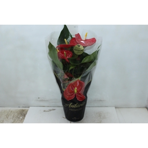 ANTHURIUM MICHIGAN P17 PREMIUM