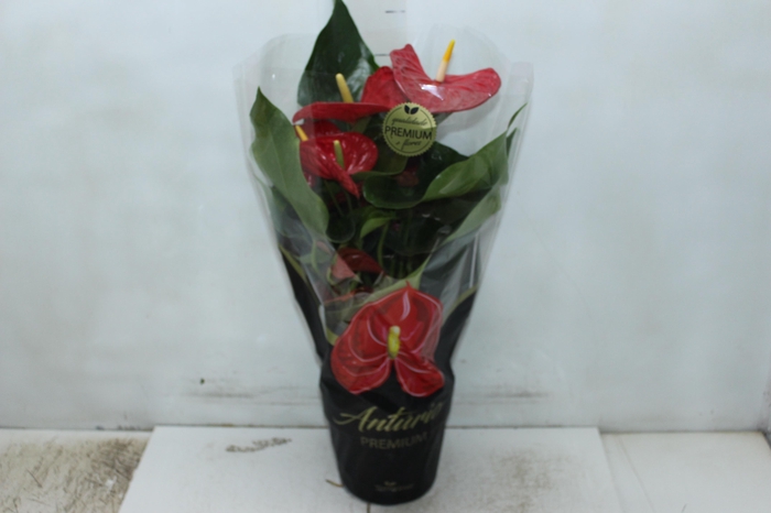 <h4>ANTHURIUM MICHIGAN P17 PREMIUM</h4>