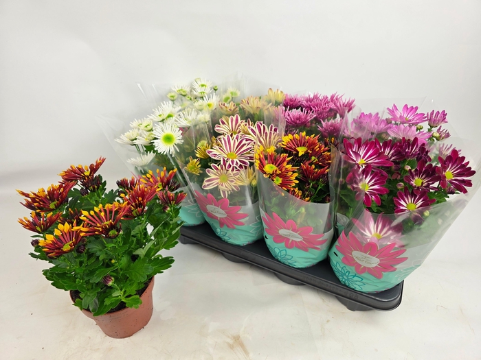 <h4>CHRYS GEM 6 KL</h4>