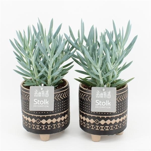 Senecio Curio Ficoides Mount Everest in Maya pot