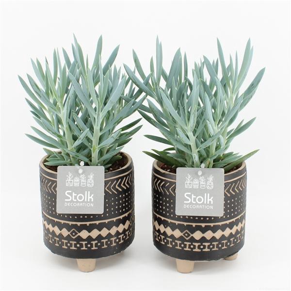 <h4>Senecio Curio Ficoides Mount Everest in Maya pot</h4>