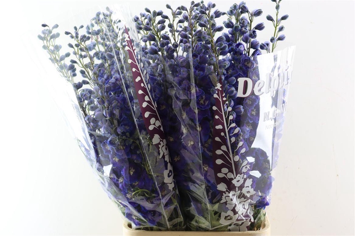<h4>Delph Du Dewi Dark Blue Smile</h4>