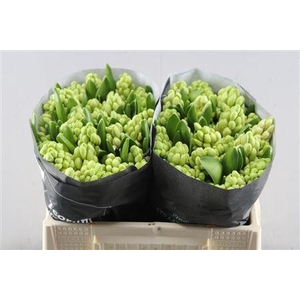 Hyac China White(straathof)