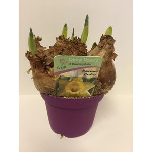 NARCISSUS INCOMPARABILIS