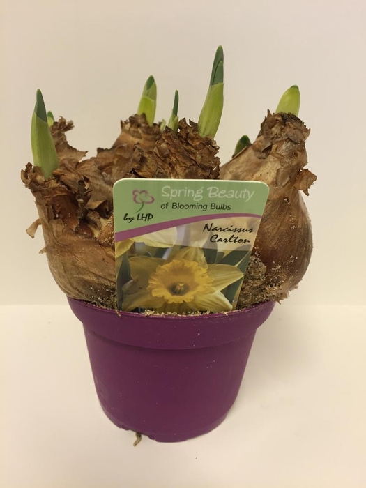 <h4>NARCISSUS INCOMPARABILIS</h4>