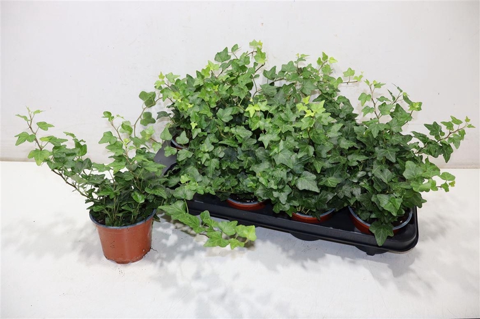 <h4>arr8 Hed He Wonder</h4>