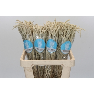 Amaranthus Yearming Desert