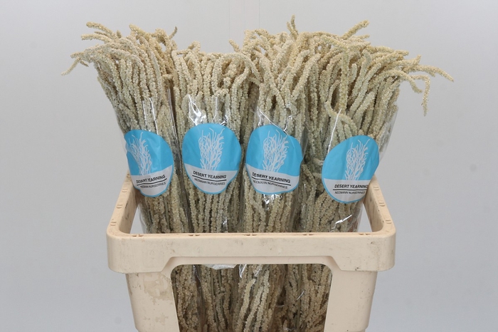 Amaranthus Yearming Desert