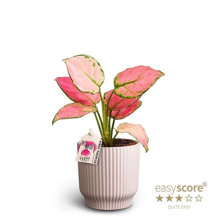 AGLAONEMA COMMUTATUM p10 L pinky