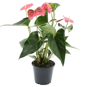 Anthurium Maine in transparant sleeve