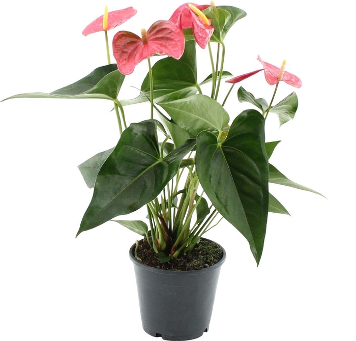 <h4>Anthurium Maine in transparant sleeve</h4>