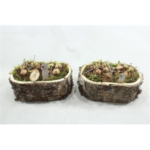 3341 SCHORS OVAAL TETE