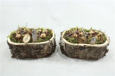 <h4>3341 SCHORS OVAAL TETE</h4>