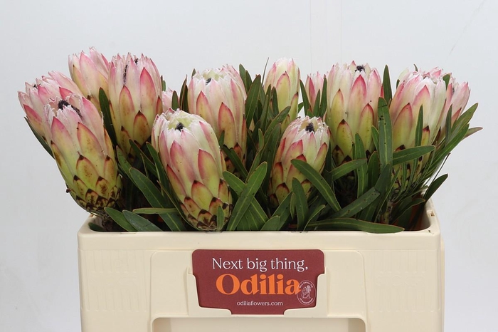 <h4>Protea White Night</h4>